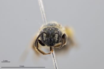 Media type: image;   Entomology 609600 Aspect: head frontal view